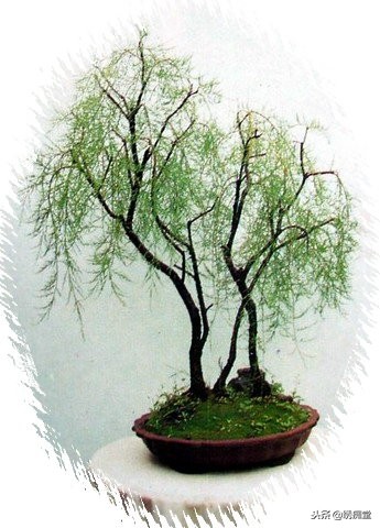 丛林式盆景欣赏,盆景欣赏及制作