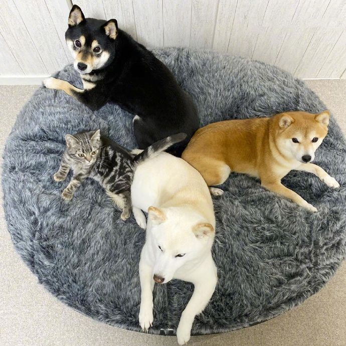 女子买了一只猫咪，和3只狗狗放在一起养，竟发现它逐渐狗化了