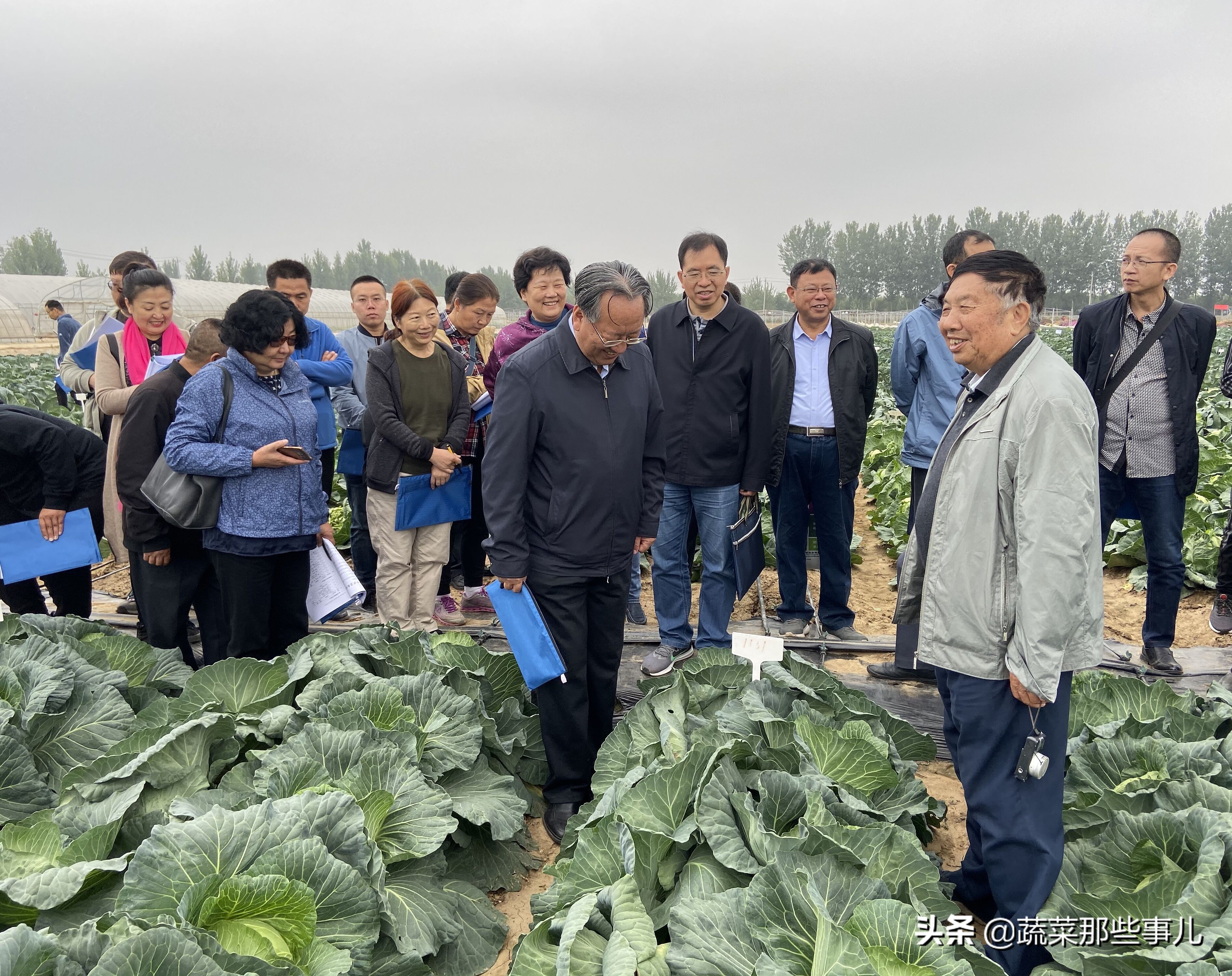 十字花科蔬菜种子,十字花科蔬菜名单