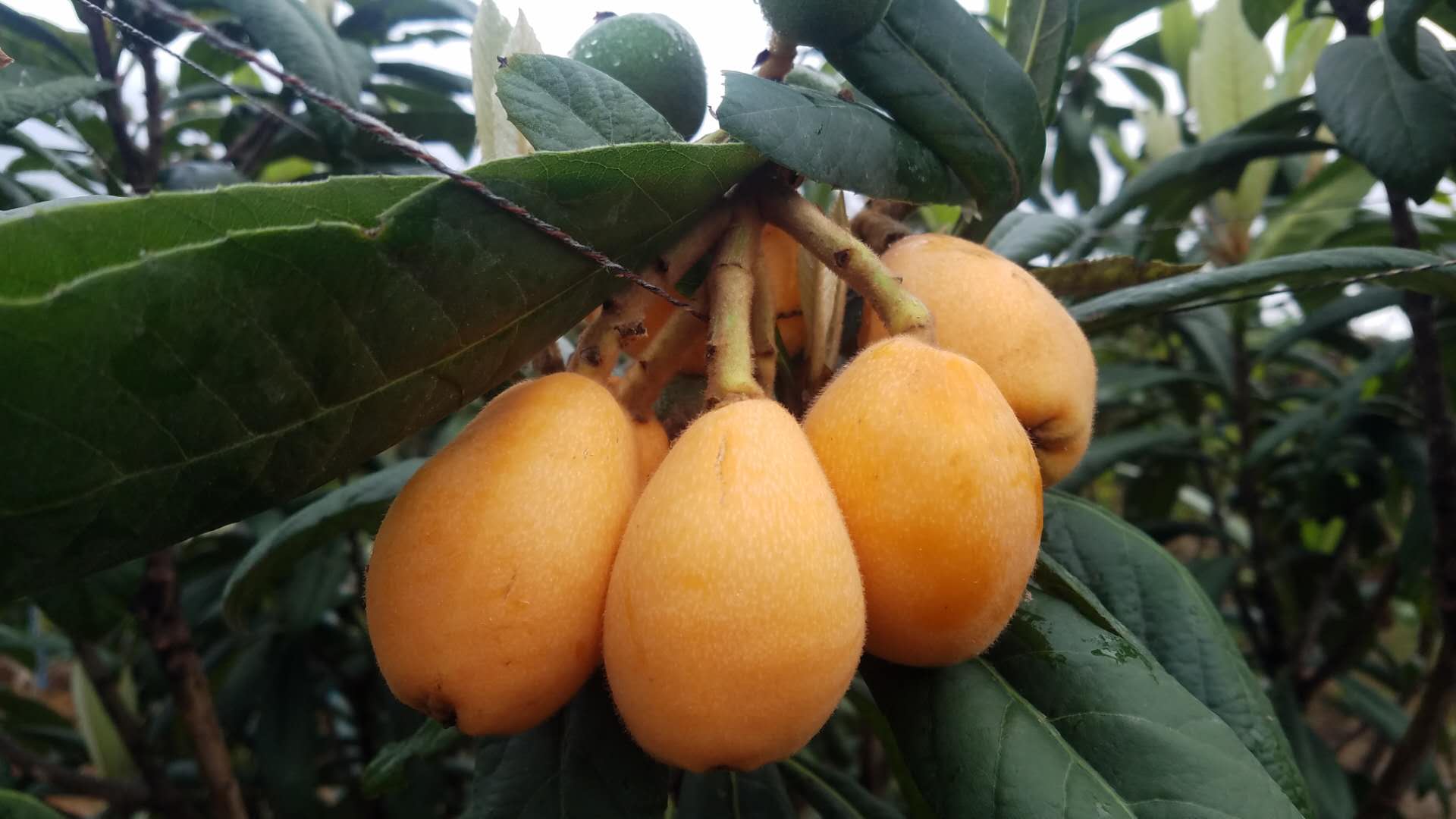 一个珠三角生态体验农庄的自救:捧着生态果蔬卖了个特价