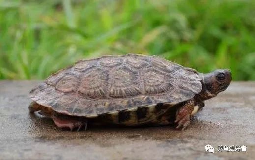 快要进入冬眠状态的乌龟都热醒了,龟冬眠醒了是怎么回事