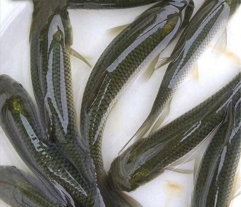 鱼苗成活率最高的方法,育鱼苗成活率低的原因