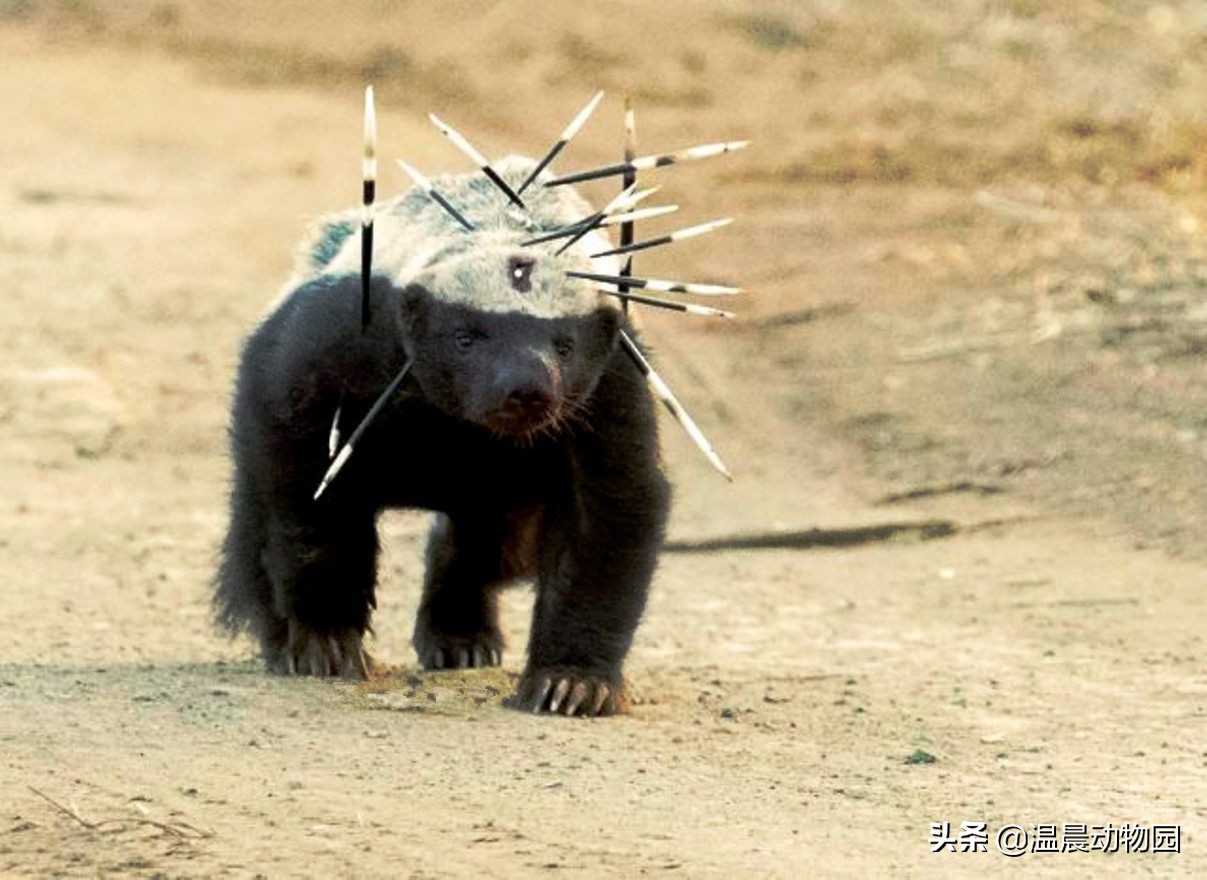 辟谣：非洲“平头哥”所向披靡？不，遇到这种动物一样要退避三舍