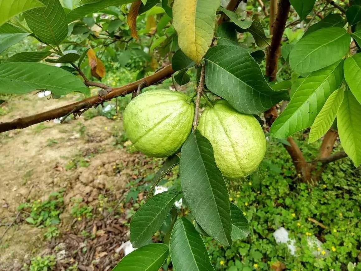 10种果子图片大全,100种果子介绍