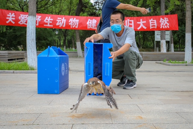 幼鸟掉落地上,见到小雏鸟怎么办