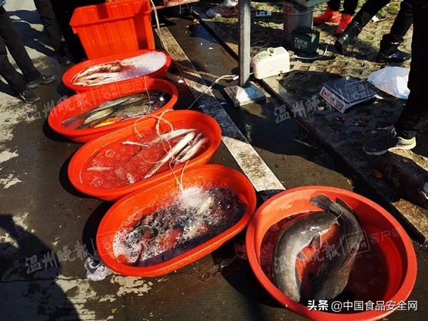 菜市场买的鱼回家快死了,刚死的鱼菜市场