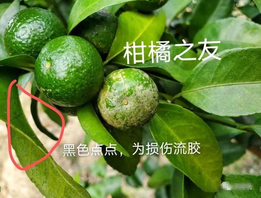 果农说，关于白癞病，走了太多弯路！总结全套方案分享，解决疑点