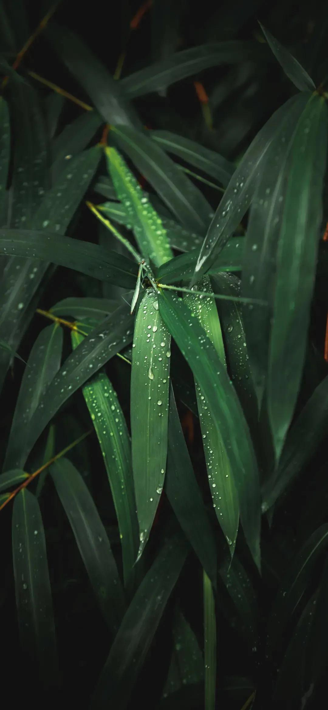 今日新鲜壁纸,4k超清壁纸1080p优选