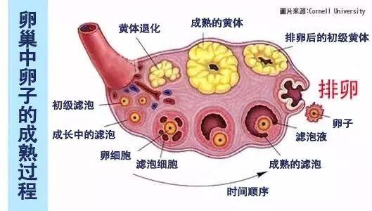 到了排卵期还是怀不上怎么办,为什么排卵期也难怀孕