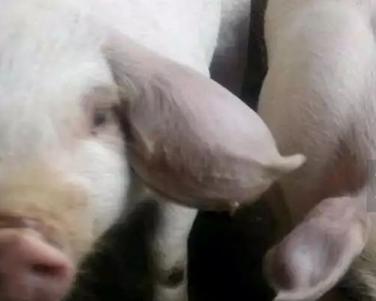 猪耳廓增厚,猪耳朵肿胀的很厉害是怎么回事