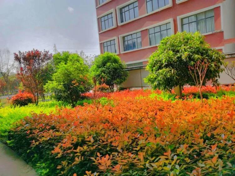 @亲爱的浠水思源学子：疫散花开，等你回来！