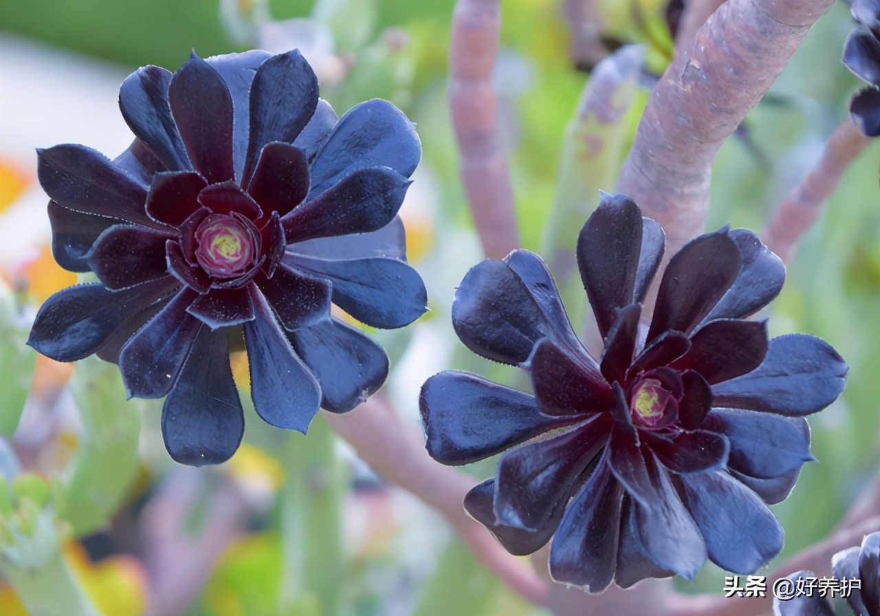 多肉植物往高长怎么处理,多肉徒长怎么办