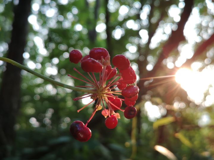 人吸收天地精华的最佳方法,人参果吸取天地之灵气