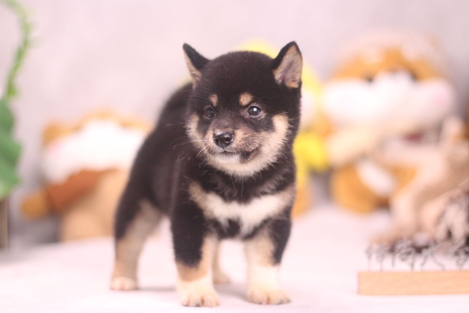 金毛哈士奇柴犬养哪个,养狗新手推荐什么狗金毛