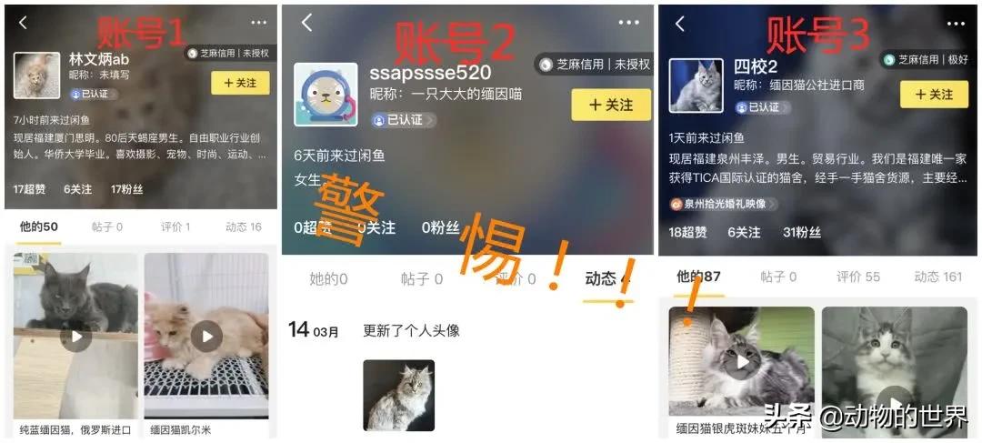 在网上买400多的缅因可以吗,一万多买的缅因猫死了