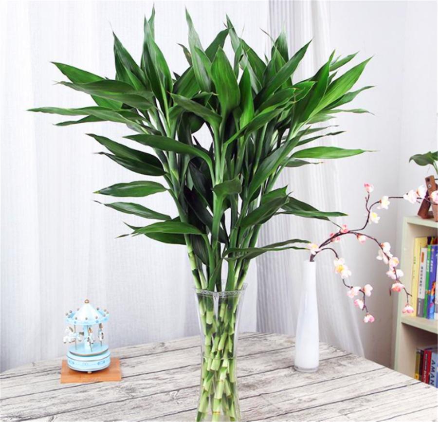 水培富贵竹叶片变黄有斑点,富贵竹水培叶发黄可以用螯合铁吗