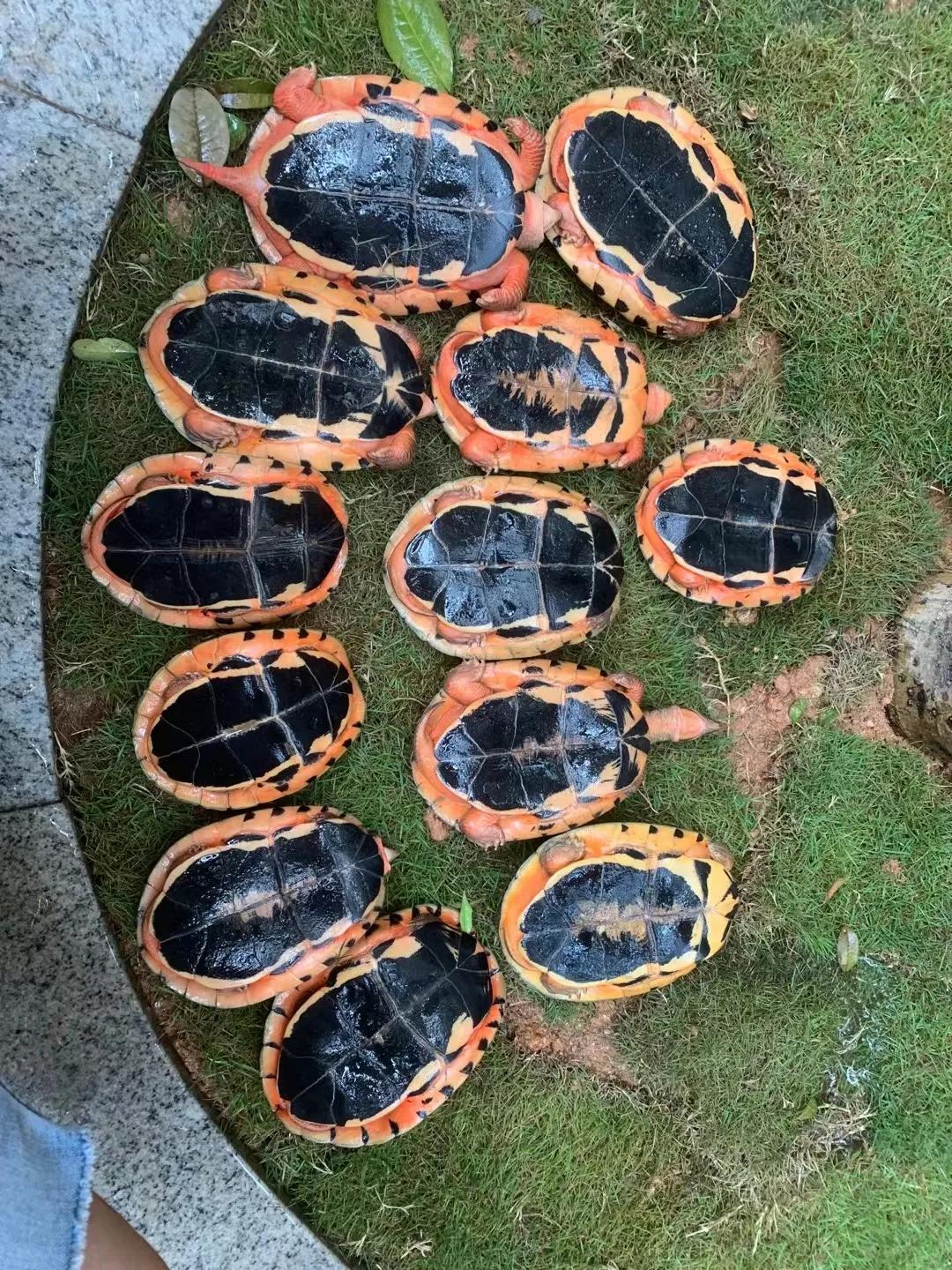 乌龟冬眠后不进食怎么回事,乌龟冬眠要喂吃的吗