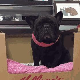 娉拌开濂藉吇杩樻槸閲戞瘺濂藉吇,娉曟枟鐘ソ杩樻槸娉拌开鐘ソ