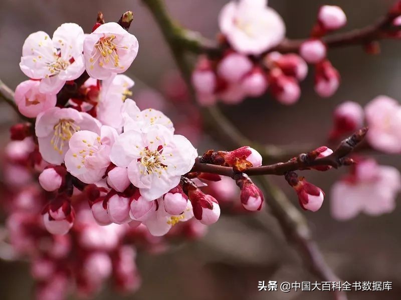 花朝麦秋小阳春来感受下各月雅称里的寒来暑往秋收冬藏