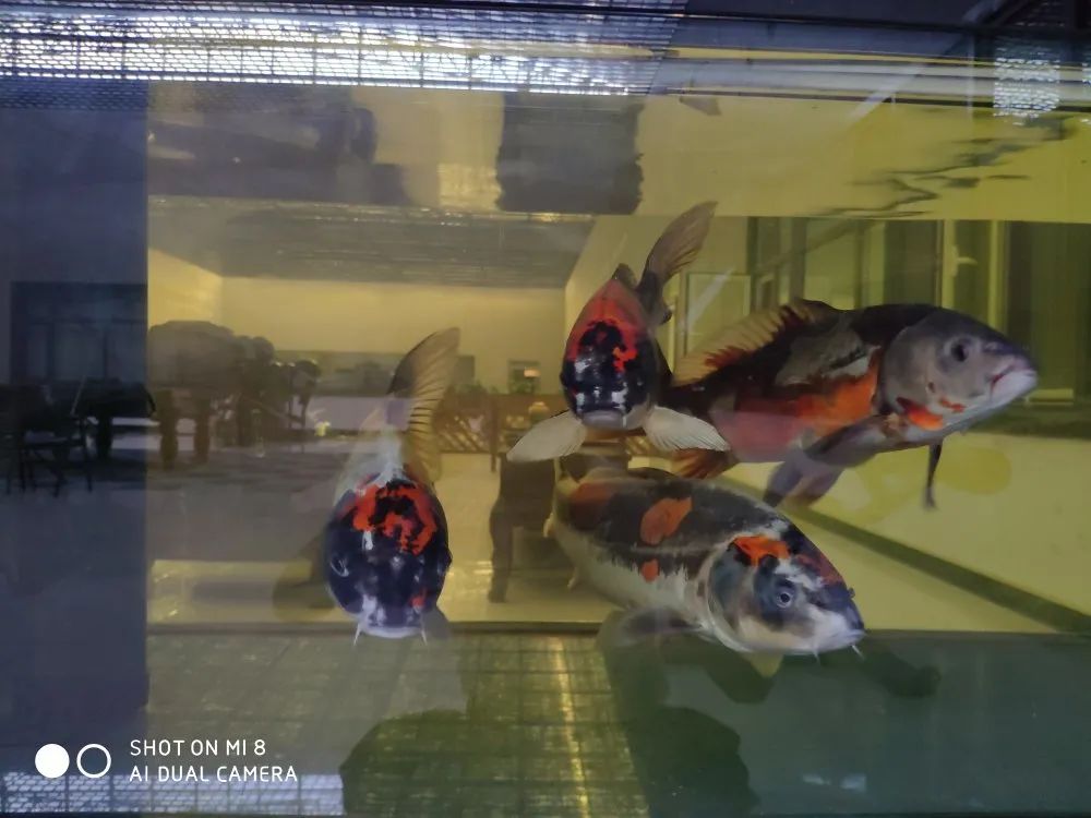 爱鲤养殖,爱鲤是什么意思