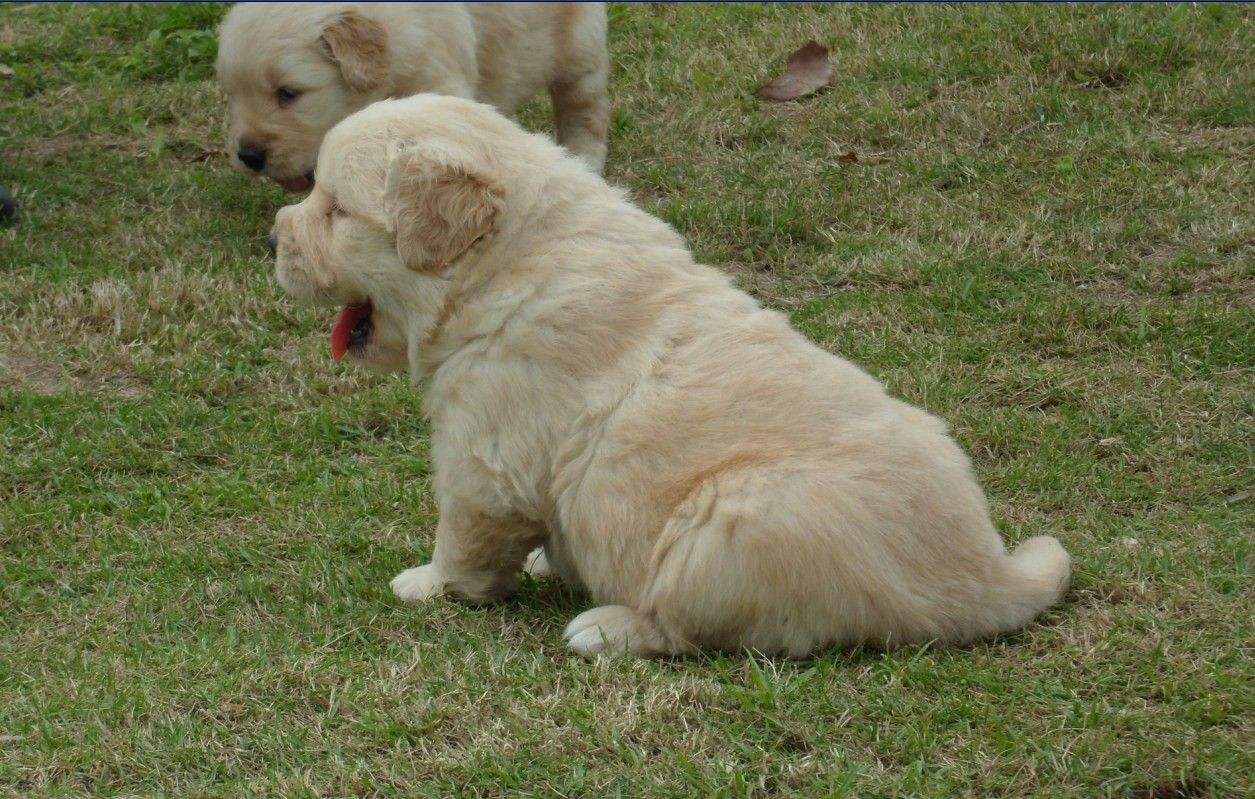 新手养狗的2大注意事项,新手养狗技巧和注意事项