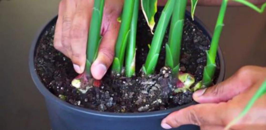 生姜盆栽多长时间长出新姜,生姜自己在家栽种