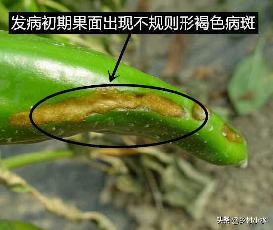 辣椒果实变黄病害图片与防治,辣椒果实病害起斑防治