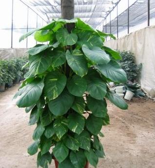 绿萝最爱喝的四种水喝完长得贼快,绿萝喝了这种水疯长