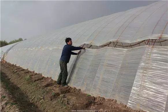 冬枣大棚管理方法,冬枣大棚温度管理技巧