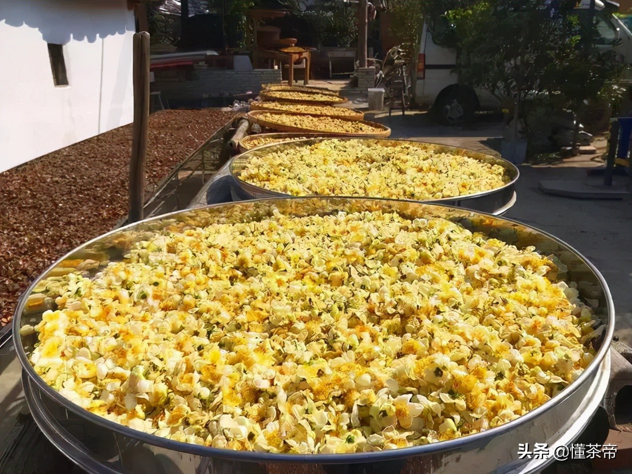 泡茶喝的茶花有哪些,干茶花和茶树花