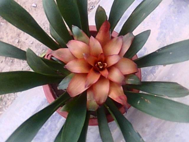 鸿运当头发黑是怎么回事,鸿运当头为什么发白