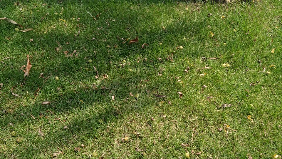 西湖风物志：随处可见的绿果果，老杭州都说是宝贝，竟然免费捡？