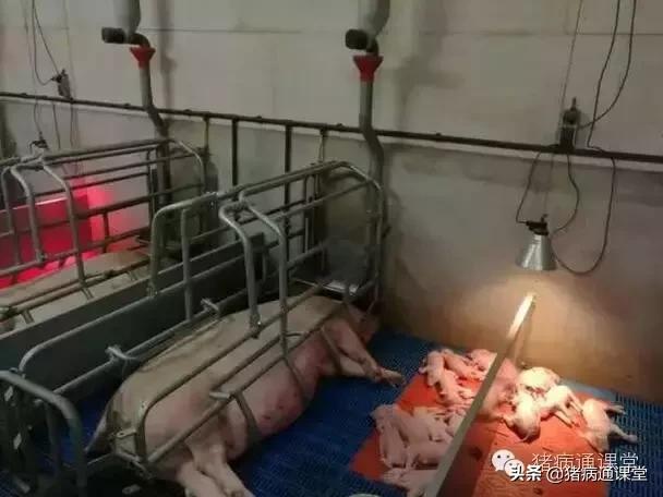 母猪后肢无力什么原因,什么是母猪子宫收缩无力