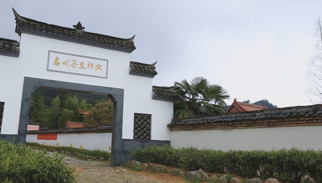 金奖惠明有机绿茶是什么茶,明前金奖惠明茶