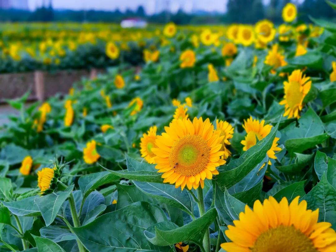 在济南花式避暑,一见“清”心!只需一瞥,便足以把酷夏原谅…