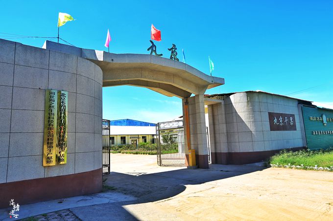 赞皇核桃树苗圃基地,河北野山上哪里有野生核桃树