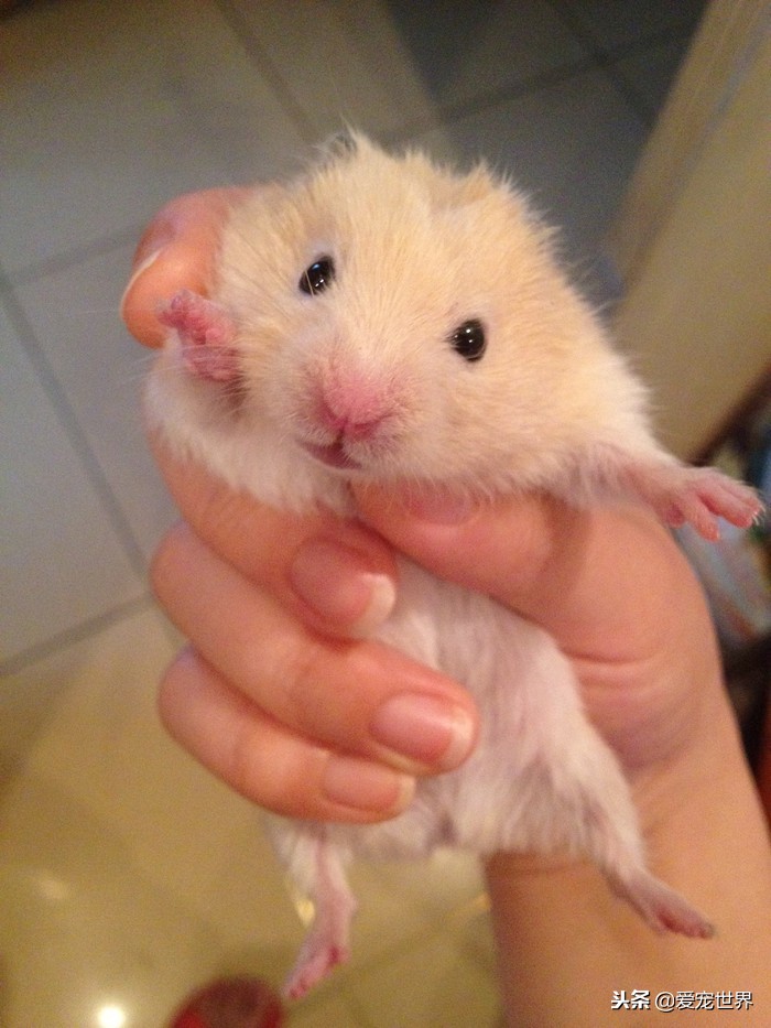 养仓鼠金丝熊会麻烦吧,金丝熊养长毛还是短毛