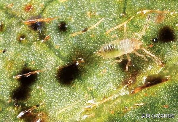 杜鹃花红蜘蛛什么症状,杜鹃花红蜘蛛病图片