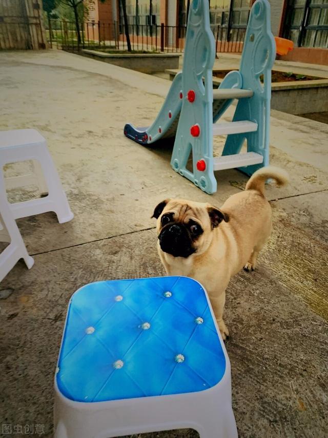 巴哥犬怎么养才是正确的,养巴哥犬要注意些什么