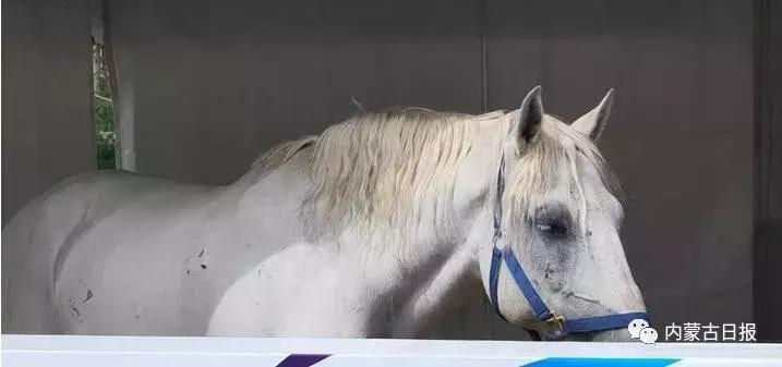 汗血宝马马术表演,汗血宝马蒙古马赛跑