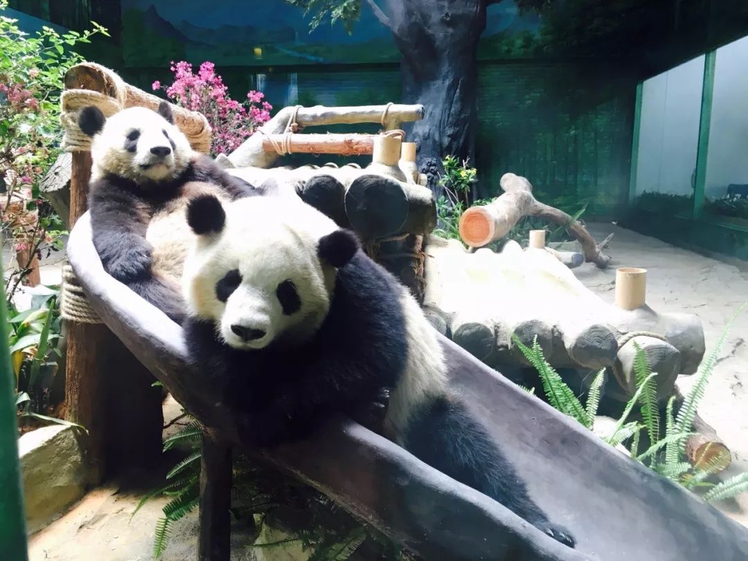 国际灵玲马戏城马戏表演时间,灵玲国际马戏长隆马戏哪个好看