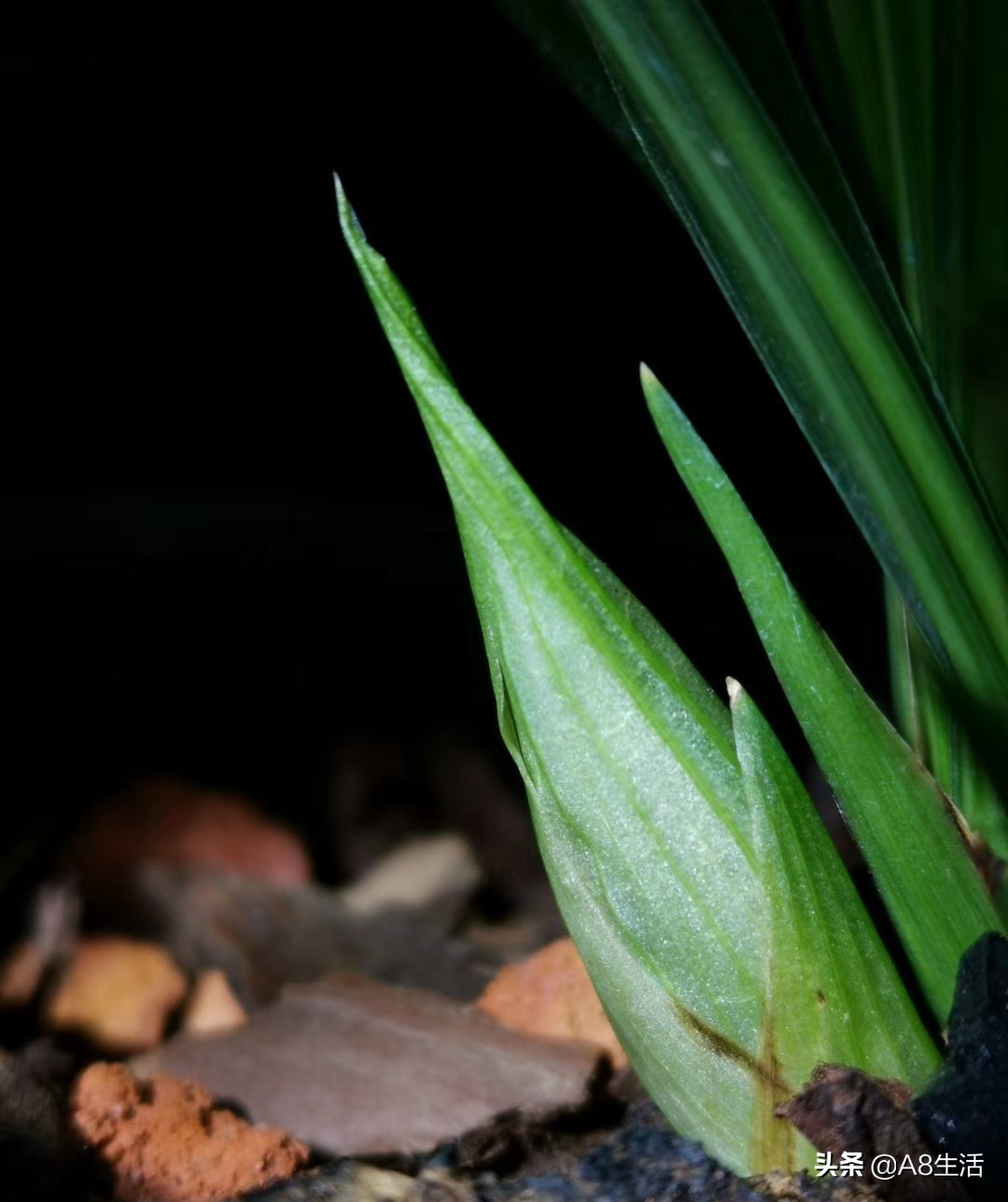 春兰张荷素兰花介绍,每日一品中国兰花春兰