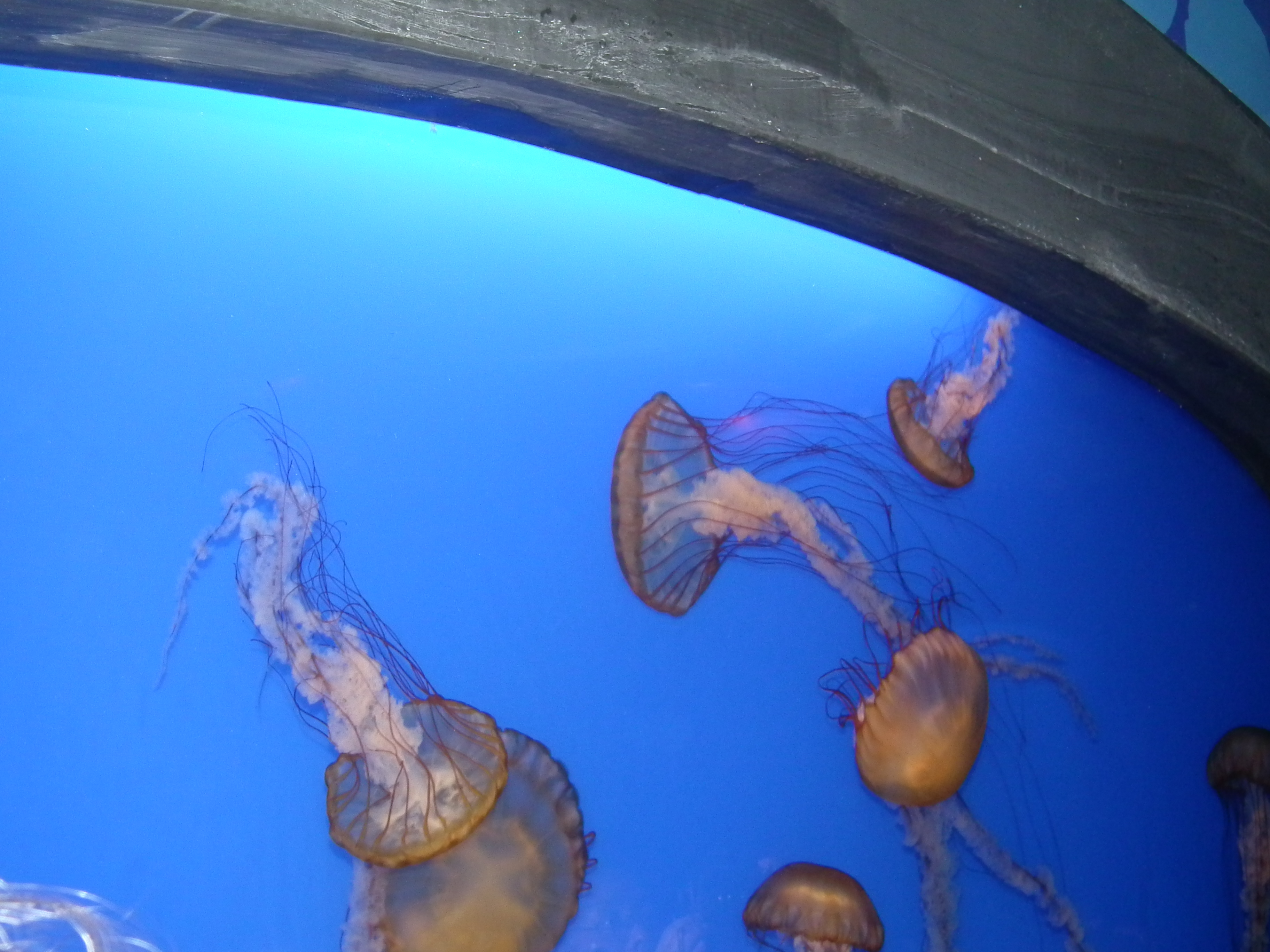 香港迪士尼海洋公园有什么项目,香港海洋迪士尼乐园