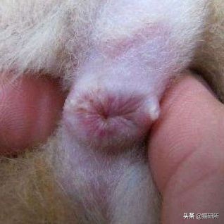 每天15分钟,医生手把手教你做17项猫咪全身检查