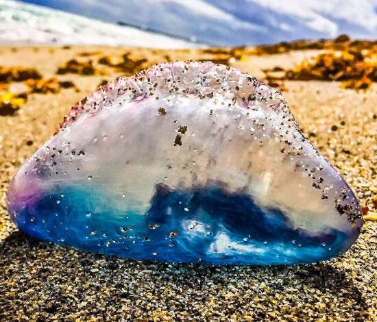 世界上最毒的水母蜇人,世界上十种最毒的水母