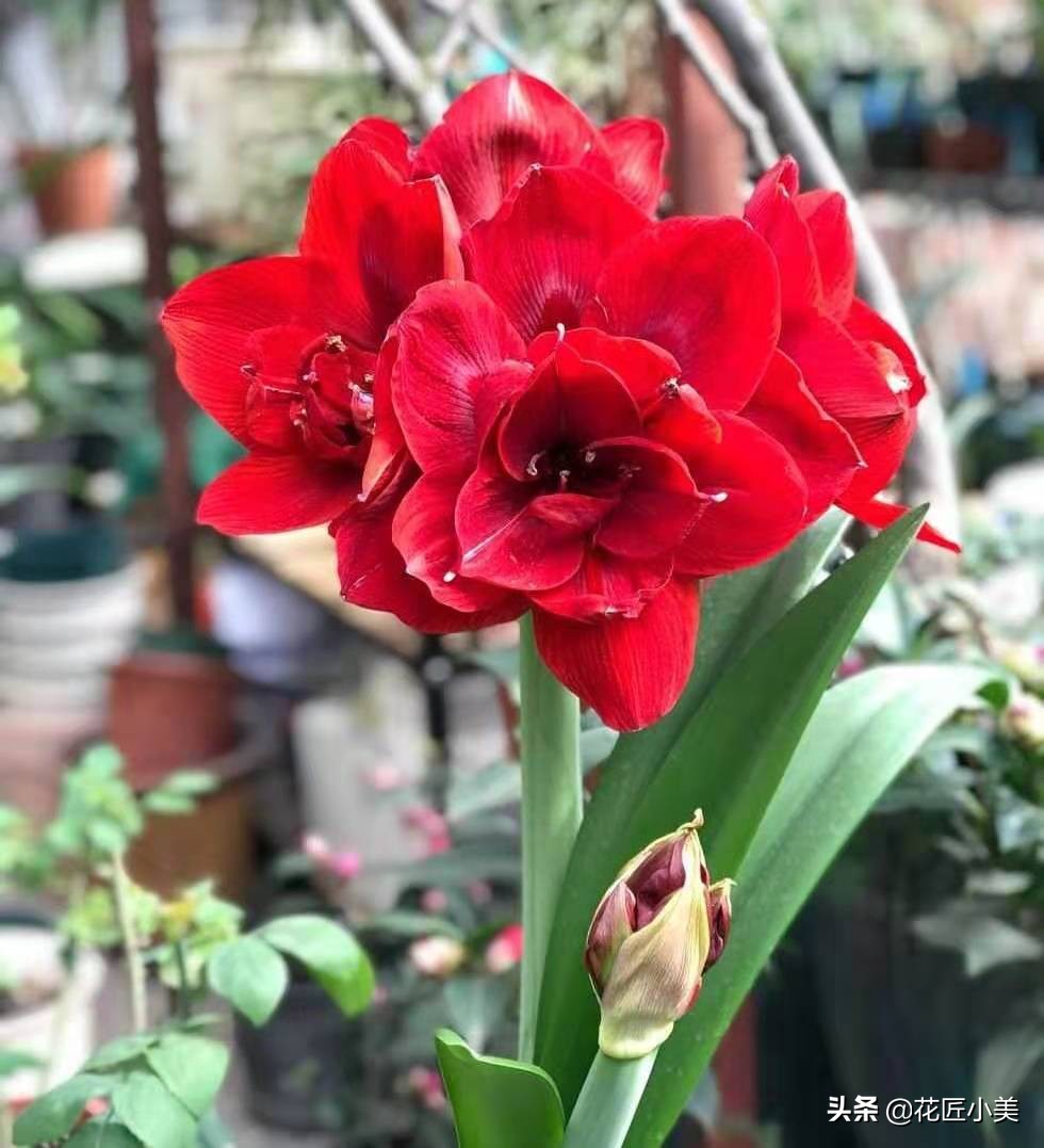 朱顶红花种球的种植方法,朱顶红花谢后种球怎么处理