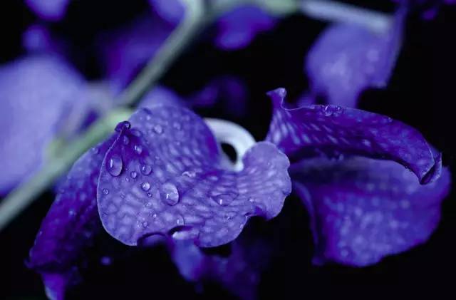 29岁不当记者，追随德国老公守护雨林，两女儿宛如天使，可不上学