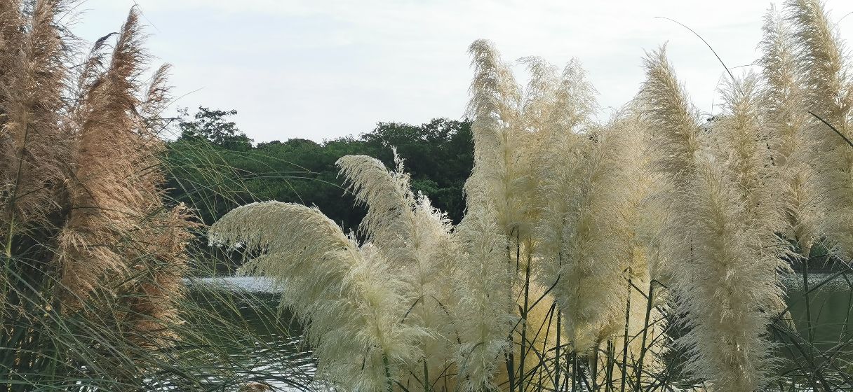 成都青龙湖公园门票,成都青龙湖公园地址