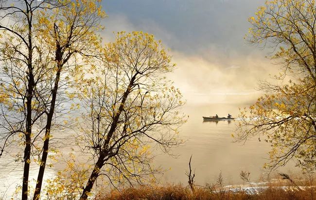 温州银杏哪里最美,温州秋冬的银杏树确实美