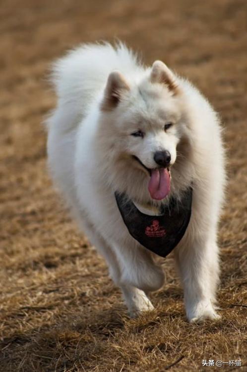 小狗被救已经奄奄一息,垃圾桶死掉的小狗